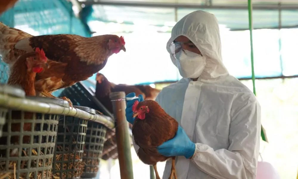Συναγερμός για την γρίπη των πτηνών: «Ισχυρές ενδείξεις» ότι ο ιός πέρασε για πρώτη φορά από τα θηλαστικά στον άνθρωπο